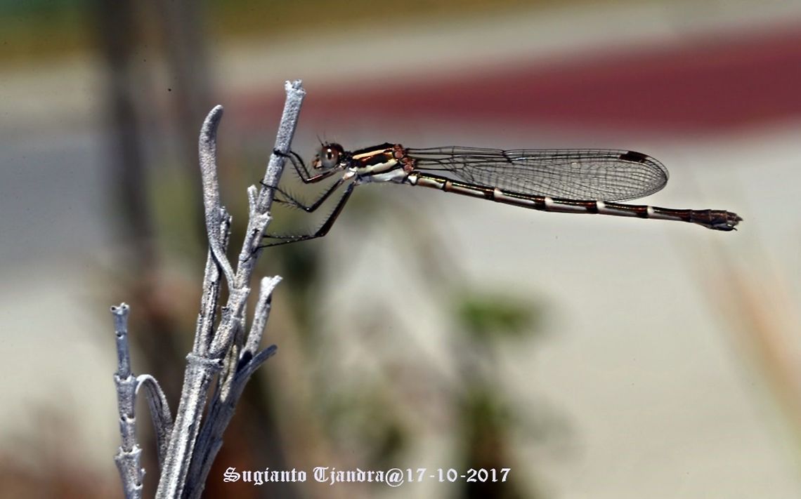 Damselfly  Australia,Austrolestes annulosus,Blue ringtail,Geotagged,Spring