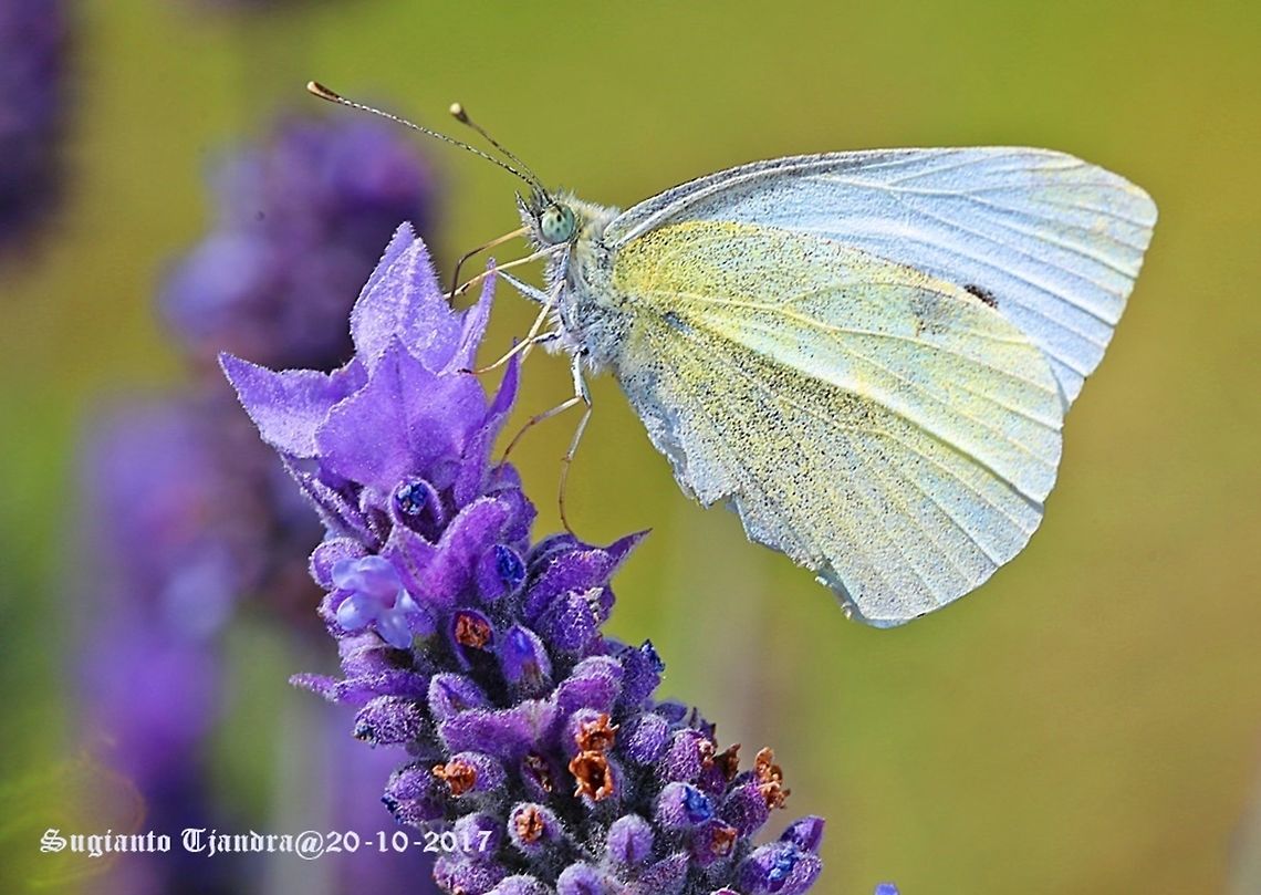 The Small White Butterfly Australian white butterfly<br />
Lepidoptera, Pieridae Australia,Geotagged,Pieris rapae,Small White,Spring