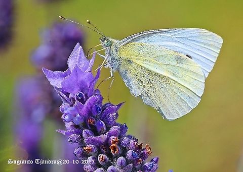 The Small White Butterfly Australian white butterfly
Lepidoptera, Pieridae Australia,Geotagged,Pieris rapae,Small White,Spring