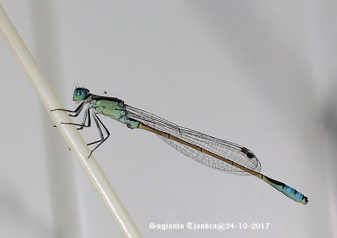 Damselfly  Australia,Geotagged,Ischnura heterosticta,Spring