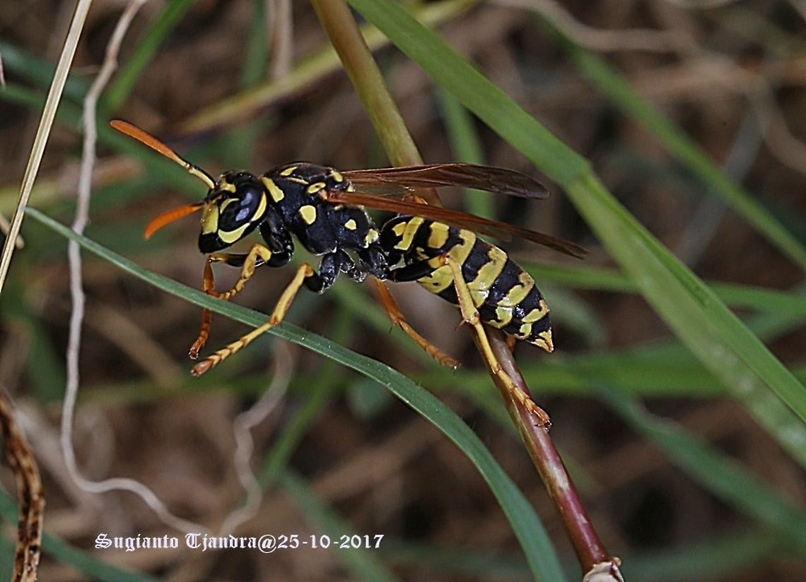 Wasp European paper wasp<br />
Polistes dominula Australia,European paper wasp,Geotagged,Polistes dominula,Spring