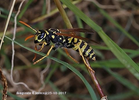 Wasp European paper wasp
Polistes dominula Australia,European paper wasp,Geotagged,Polistes dominula,Spring