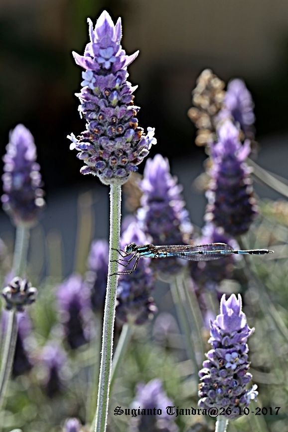 Damselfly The Blue ring tail in the Lavender garden Australia,Austrolestes annulosus,Blue ringtail,Geotagged,Spring