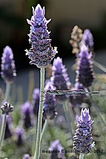 Damselfly The Blue ring tail in the Lavender garden Australia,Austrolestes annulosus,Blue ringtail,Geotagged,Spring