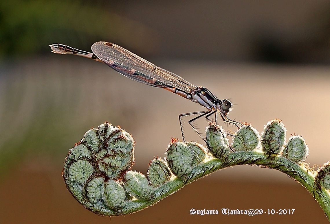 Damselfly The blue ringtail female Australia,Austrolestes annulosus,Blue ringtail,Geotagged,Spring