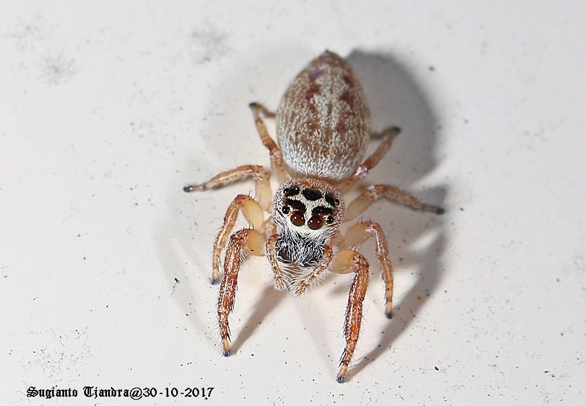 Jumping Spider  Australia,Geotagged,Opisthoncus polyphemus,Spring