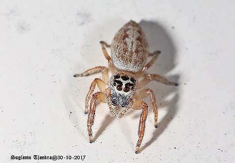 Jumping Spider  Australia,Geotagged,Opisthoncus polyphemus,Spring