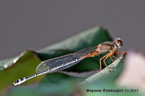 Damselfly  Australia,Geotagged,Red and blue damsel,Spring,Xanthagrion erythroneurum