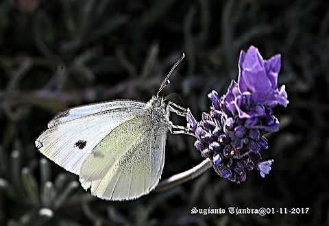 Australian Butterfly - The Small White  Australia,Geotagged,Pieris rapae,Small White,Spring