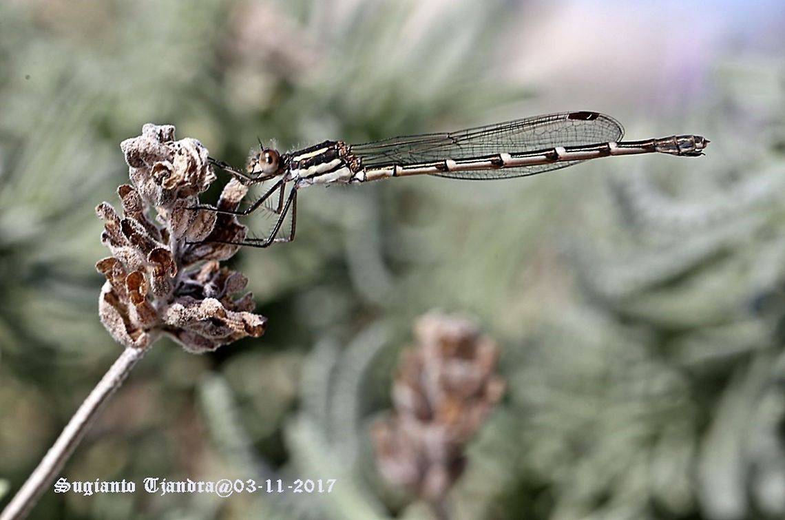 Damselfly  Australia,Austrolestes annulosus,Blue ringtail,Geotagged,Spring