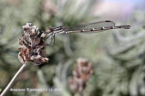 Damselfly  Australia,Austrolestes annulosus,Blue ringtail,Geotagged,Spring