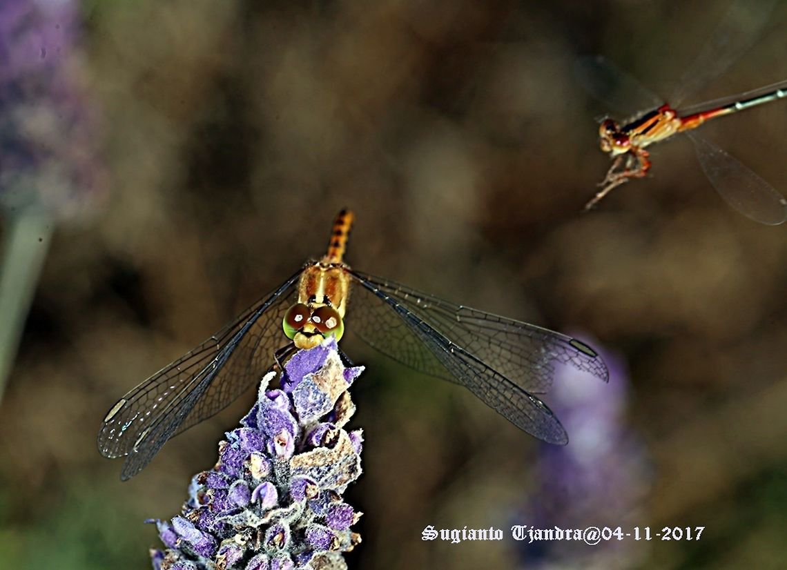 Damselfly & Dragonfly  Australia,Diplacodes bipunctata,Geotagged,Spring