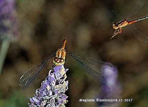 Damselfly & Dragonfly  Australia,Diplacodes bipunctata,Geotagged,Spring
