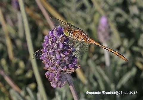 Dragon fly The Diplacodes bipunctata Australia,Diplacodes bipunctata,Geotagged,Spring