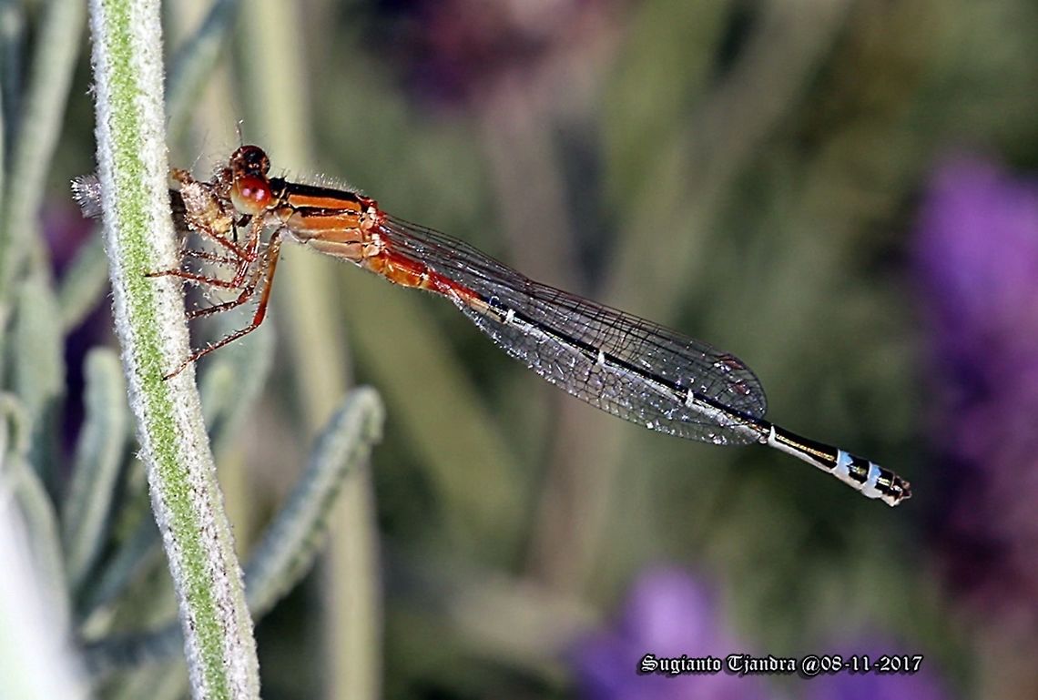 The red and blue Damselfly  Australia,Geotagged,Red and blue damsel,Spring,Xanthagrion erythroneurum