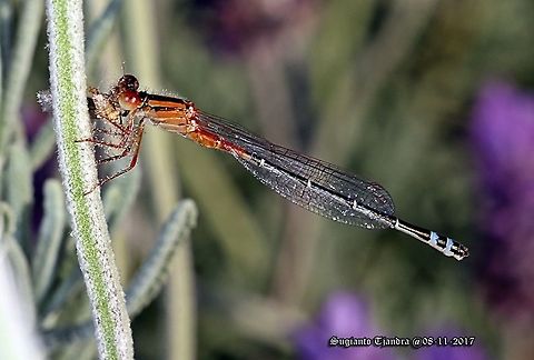 The red and blue Damselfly  Australia,Geotagged,Red and blue damsel,Spring,Xanthagrion erythroneurum