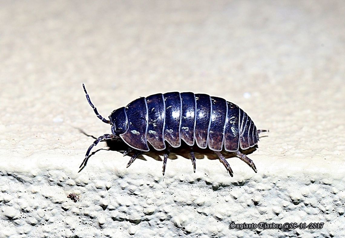 Woodlice (Blue) - Armadillidium vulgare  Armadillidiidae,Armadillidium,Armadillidium vulgare,Australia,Crustacea,Geotagged,Isopoda,Oniscidea,Spring