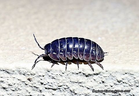 Woodlice (Blue) - Armadillidium vulgare  Armadillidiidae,Armadillidium,Armadillidium vulgare,Australia,Crustacea,Geotagged,Isopoda,Oniscidea,Spring