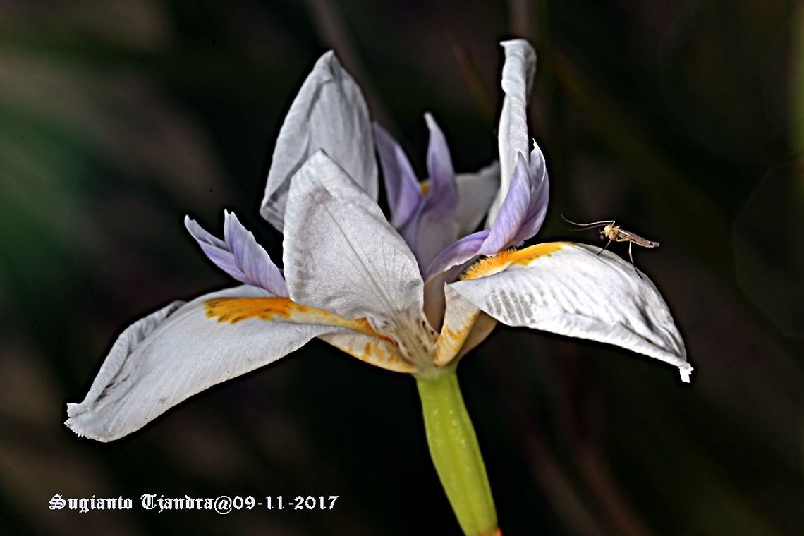 The flower and the Chironomid midge  Australia,Dietes grandiflora,Geotagged,Spring
