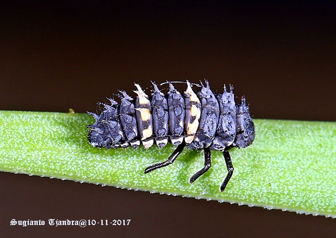 Common spotted ladybird  Australia,Common Spotted Ladybird,Geotagged,Harmonia conformis,Spring