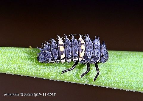Common spotted ladybird  Australia,Common Spotted Ladybird,Geotagged,Harmonia conformis,Spring