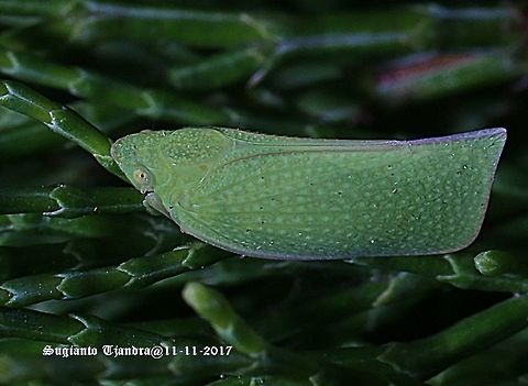 Green Planthopper  Australia,Flatidae,Fulgoromorpha,Geotagged,Hemiptera,Siphanta,Siphanta acuta,Spring