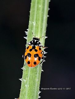 Lady Beetle - Hippodamia variegata  Australia,Geotagged,Hippodamia variegata,Spring