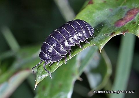 Woodlice (Blue) - Armadillidium vulgare  Armadillidium vulgare,Australia,Geotagged,Spring