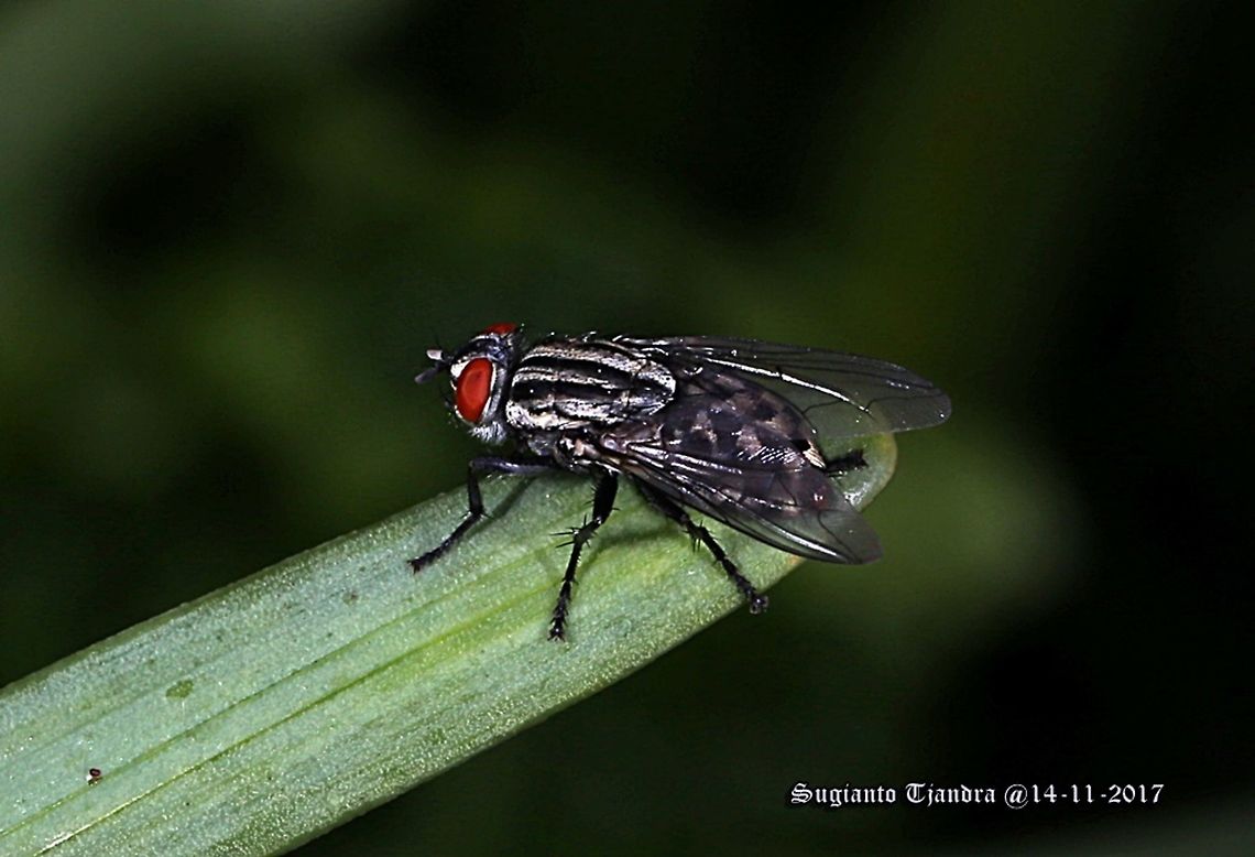 Fly (Flesh Fly) Jantia crassipalpis  Australia,Geotagged,Jantia crassipalpis,Spring