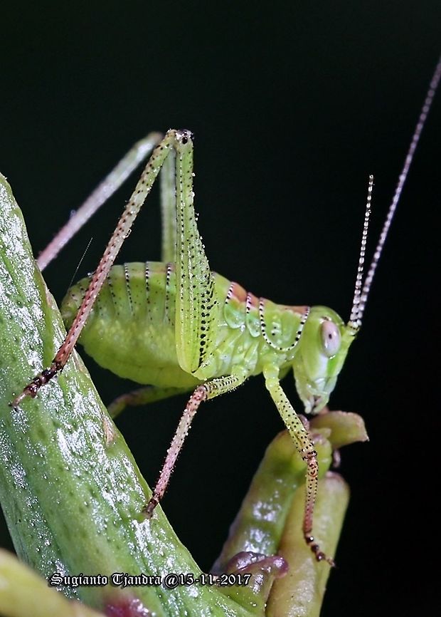 Katydid Nymph  Australia,Geotagged,Spring