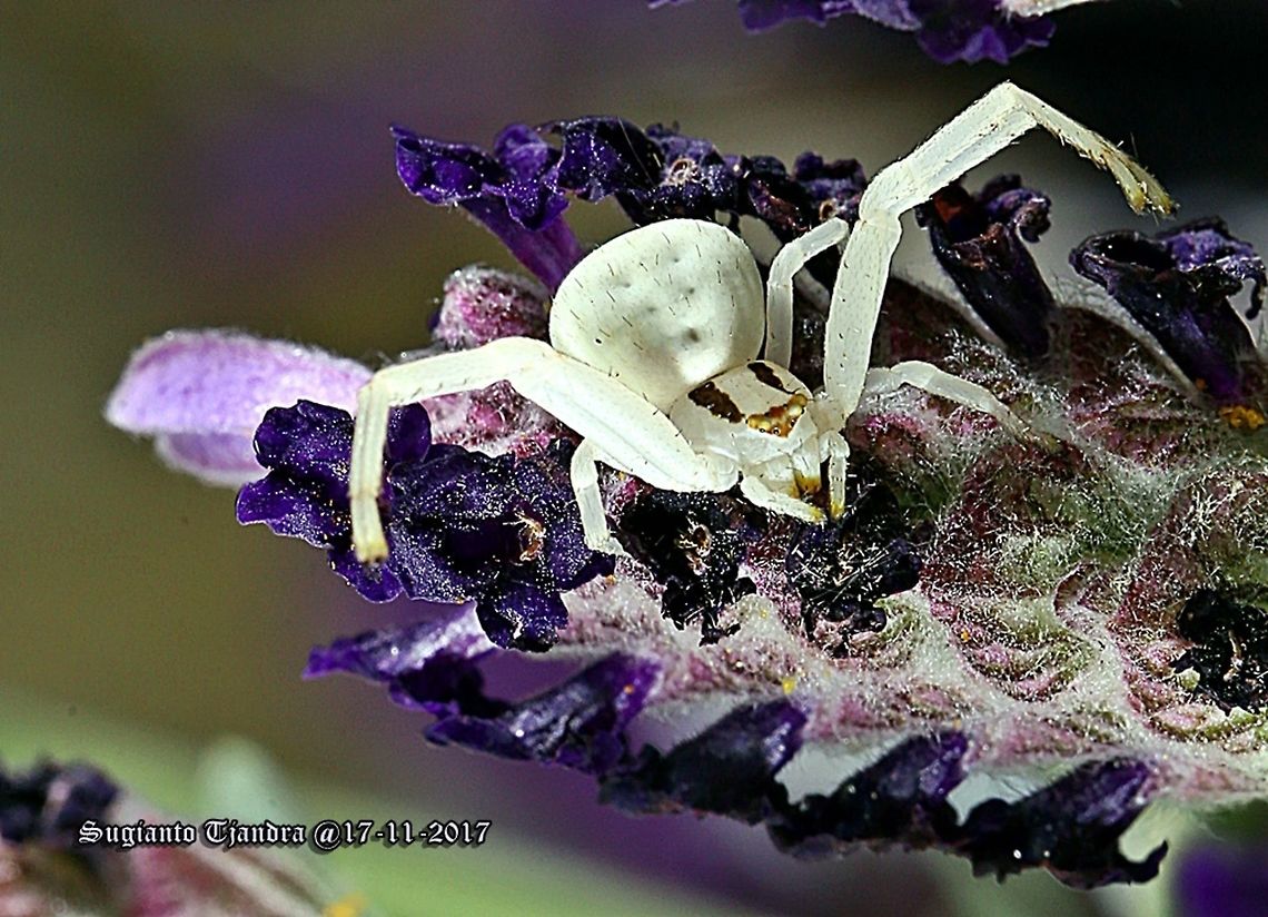 White crab spider  Australia,Geotagged,Spring,Zygometis,Zygometis xanthogaster