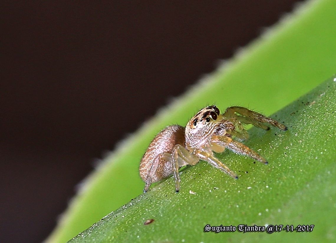 Jumping Spider  Australia,Geotagged,Spring