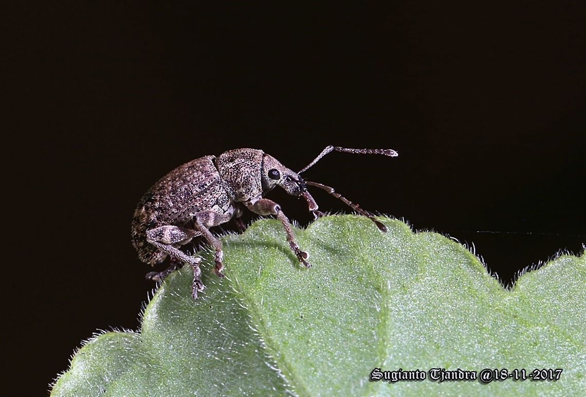 Weevil (Garden) Phlyctinus callosus  Australia,Garden Weevil,Geotagged,Phlyctinus callosus,Spring,invasive species