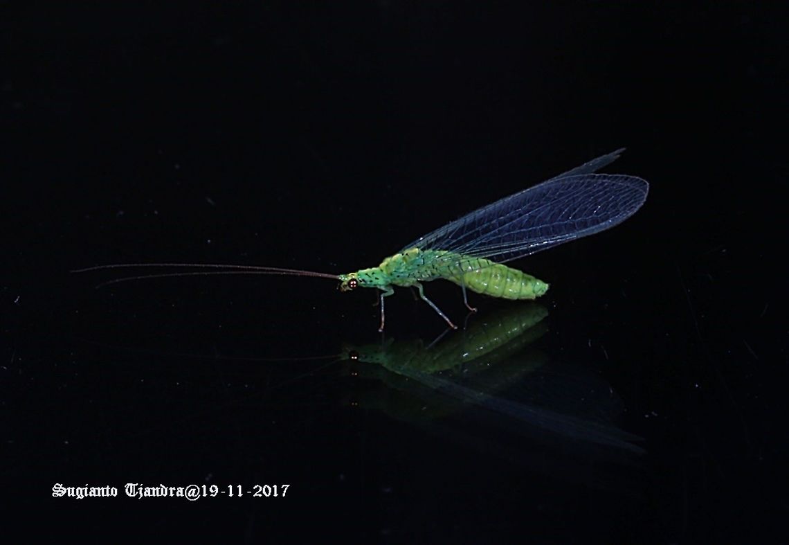 Lacewing (Green lacewing) Apertochrysa edwardsi  Apertochrysa,Apertochrysa edwardsi,Australia,Chrysopidae,Geotagged,Neuroptera,Pseudomallada,Spring