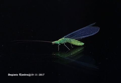 Lacewing (Green lacewing) Apertochrysa edwardsi  Apertochrysa,Apertochrysa edwardsi,Australia,Chrysopidae,Geotagged,Neuroptera,Pseudomallada,Spring