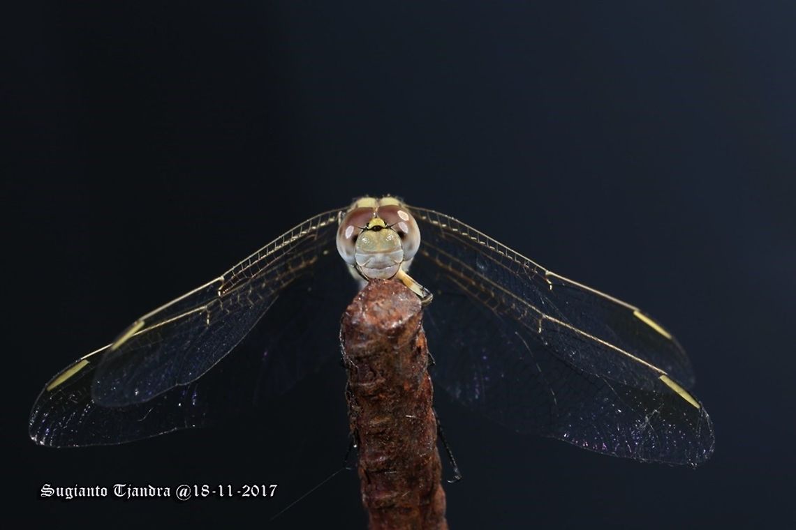 Dragon fly Diplacodes bipunctata Australia,Diplacodes bipunctata,Geotagged,Spring