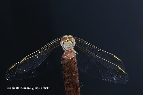 Dragon fly Diplacodes bipunctata Australia,Diplacodes bipunctata,Geotagged,Spring