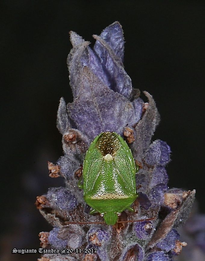 Green stink bug  Australia,Geotagged,Heteroptera,Ocirrhoe,Ocirrhoe unimaculata,Pentatomidae,Pentatominae,Rhynchocorini,Spring