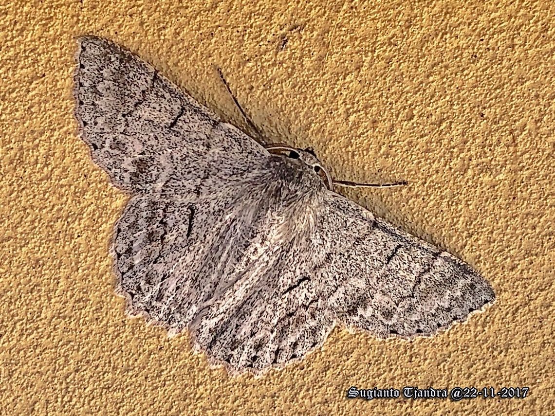 Geometrid moth (Geometridae)/ Crypsiphona ocultaria  Australia,Crypsiphona occultaria,Geotagged,Spring