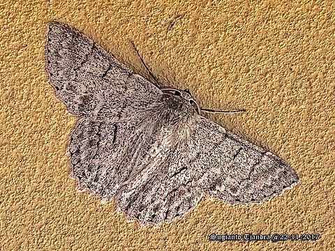 Geometrid moth (Geometridae)/ Crypsiphona ocultaria  Australia,Crypsiphona occultaria,Geotagged,Spring