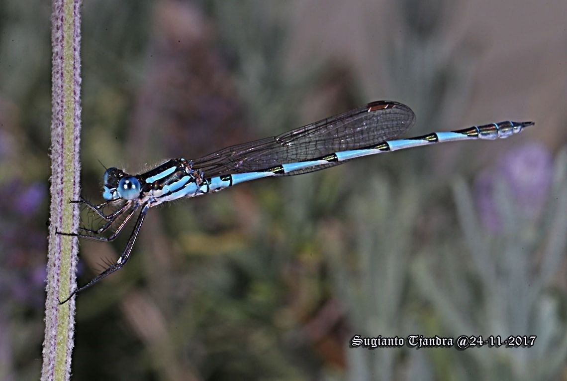 The blue ringtail Damselfly  Australia,Austrolestes annulosus,Blue ringtail,Geotagged,Spring