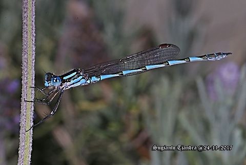 The blue ringtail Damselfly  Australia,Austrolestes annulosus,Blue ringtail,Geotagged,Spring