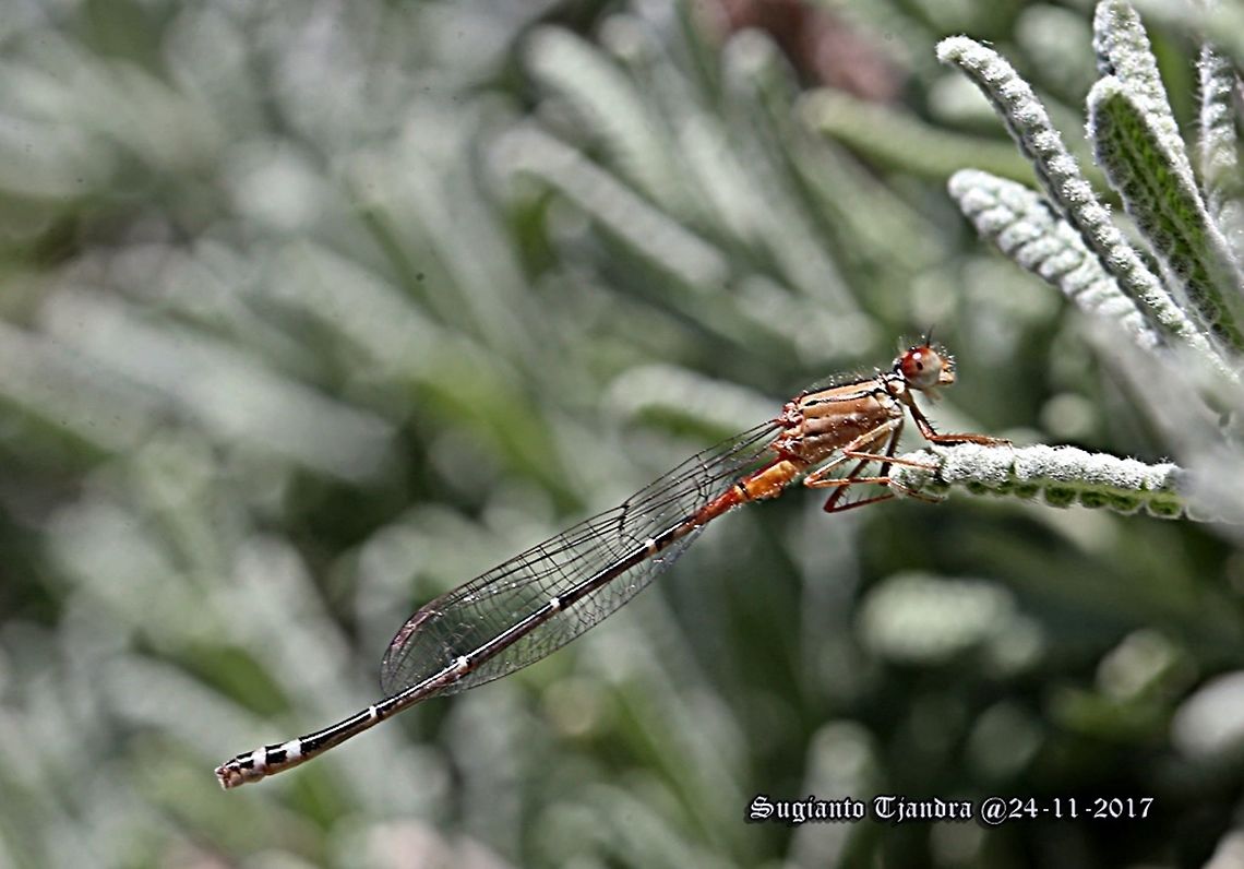The Red and Blue Damselfly  Australia,Geotagged,Red and blue damsel,Spring,Xanthagrion erythroneurum