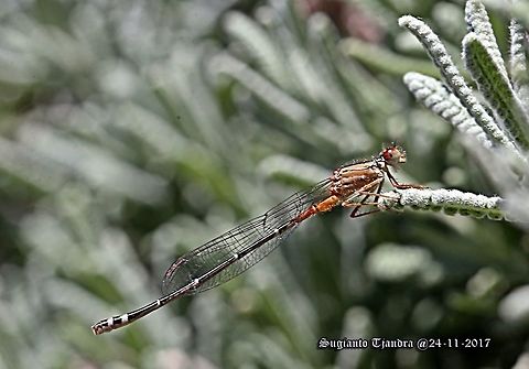 The Red and Blue Damselfly  Australia,Geotagged,Red and blue damsel,Spring,Xanthagrion erythroneurum
