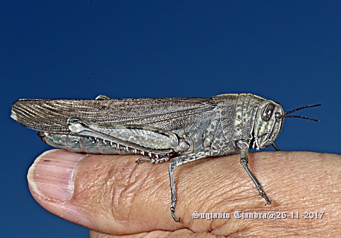 Egyptian locust  Anacridium aegyptium,Australia,Egyptian Locust,Geotagged,Spring