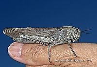 Egyptian locust  Anacridium aegyptium,Australia,Egyptian Locust,Geotagged,Spring