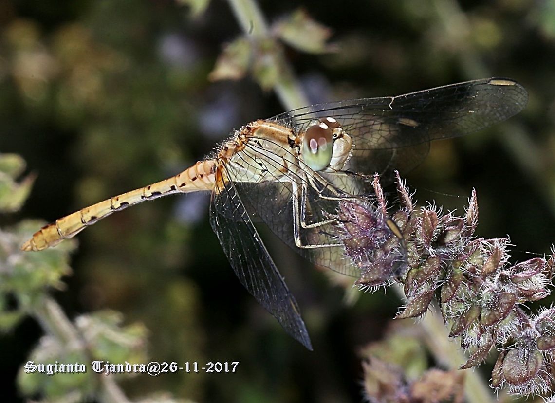 Dragon fly  Australia,Diplacodes bipunctata,Geotagged,Spring,Wandering Percher