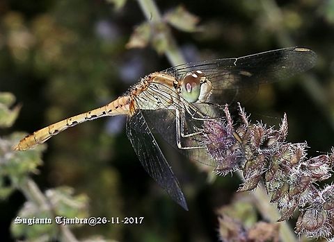 Dragon fly  Australia,Diplacodes bipunctata,Geotagged,Spring,Wandering Percher