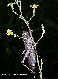 Egyptian Locust  Anacridium aegyptium,Australia,Egyptian Locust,Geotagged,Spring