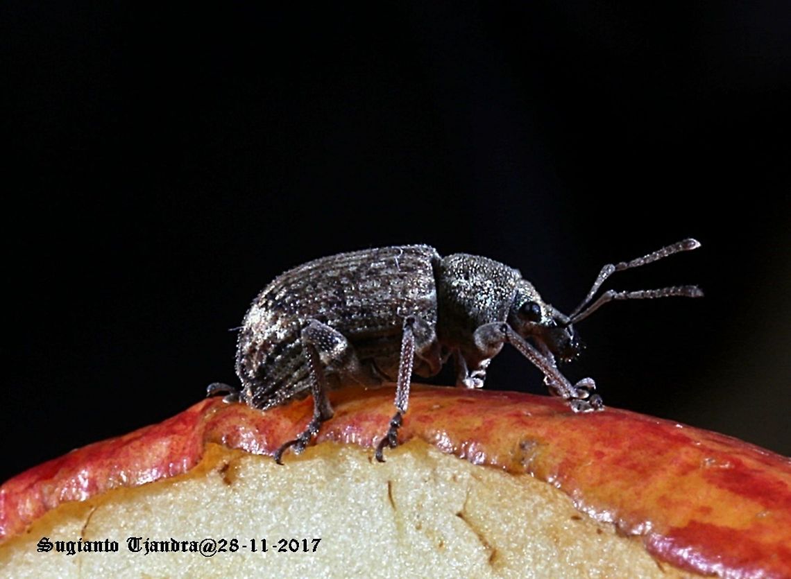 Weevil (Garden) Phlyctinus callosus  Australia,Garden Weevil,Geotagged,Phlyctinus callosus,Spring,invasive species